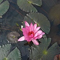 Pink Water Lily