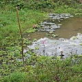 Pink Water Lily Pond