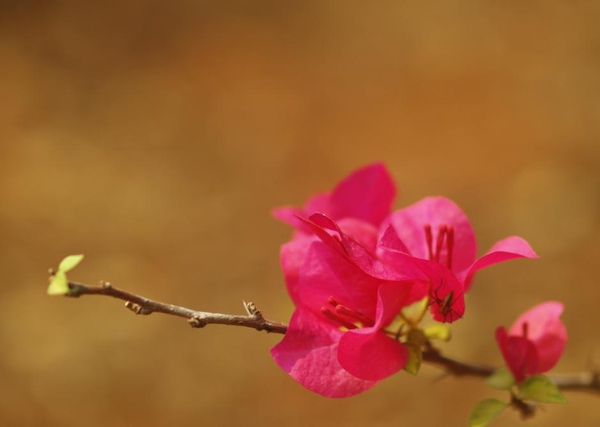 Bougainvellea