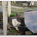 rabbit (4).jpg