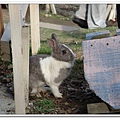 rabbit (5).jpg