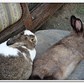 rabbit (6).jpg