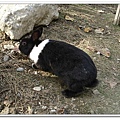 rabbit (2).jpg