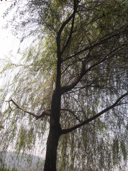 大樹