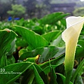 Alocasia odora2.jpg