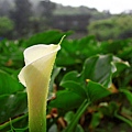 Alocasia odora3.jpg