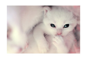 Hello__little_white_kitten__by_SubterfugeMalaises.jpg