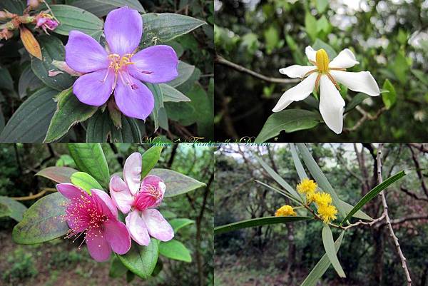 Wild flowers in the park.jpg