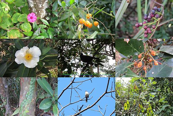 Wild flowers and birds.jpg