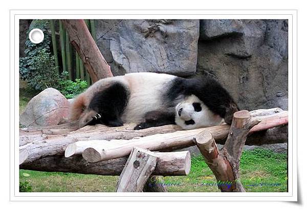 Panda's cute sleeping posture.jpg