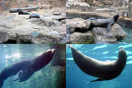 Sea seals.jpg