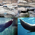 Sea seals.jpg