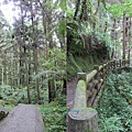 Forest in Taichung.jpg