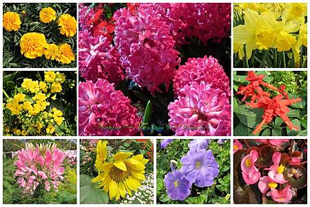 Flowers of Flower show 2012.jpg