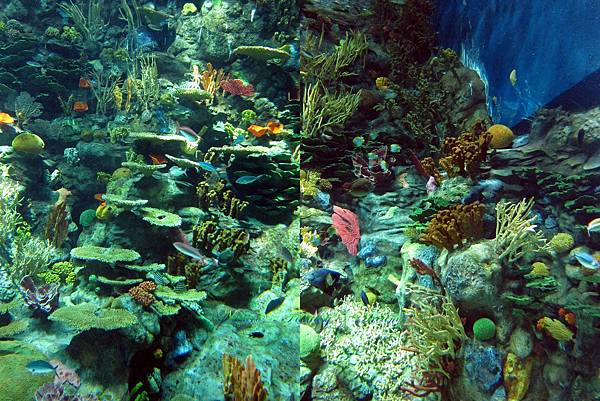 The coral seabed.jpg