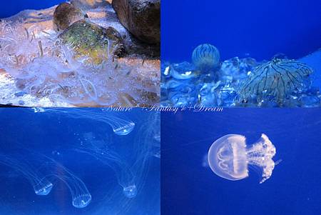 The jellyfishes.jpg