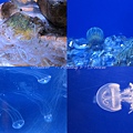 The jellyfishes.jpg