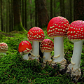 毒蠅傘(Amanita muscaria)─有毒，不可食