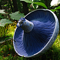 藍綠乳菇(Lactarius indigo)─無毒，可食