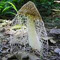 竹笙(Phallus indusiatus)─無毒，可食