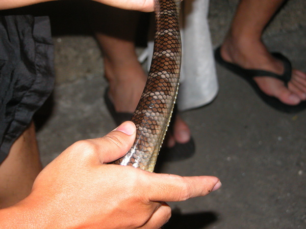 數位典藏國家型科技計畫 內容發展分項計畫 闊帶青斑海蛇 Tmrs 0430 英文名稱 Wide Striped Sea Krait 拉丁學名 Laticauda Semifasciata 其他中文別名 半環扁尾海蛇 闊尾青斑海蛇 其他英文別名 Cormor Sea Snake