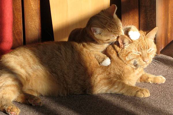 two-ginger-cats-650546_1920.jpg