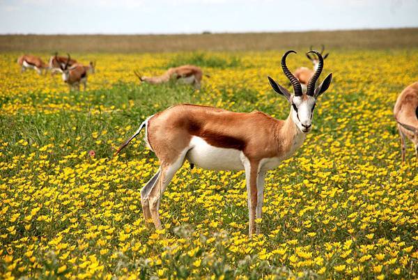 animals-antelopes-bloom-52961.jpg