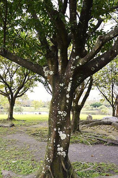 參觀羅東運動公園 (121)