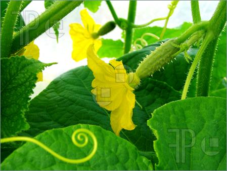 Growing-Cucumber-1267267