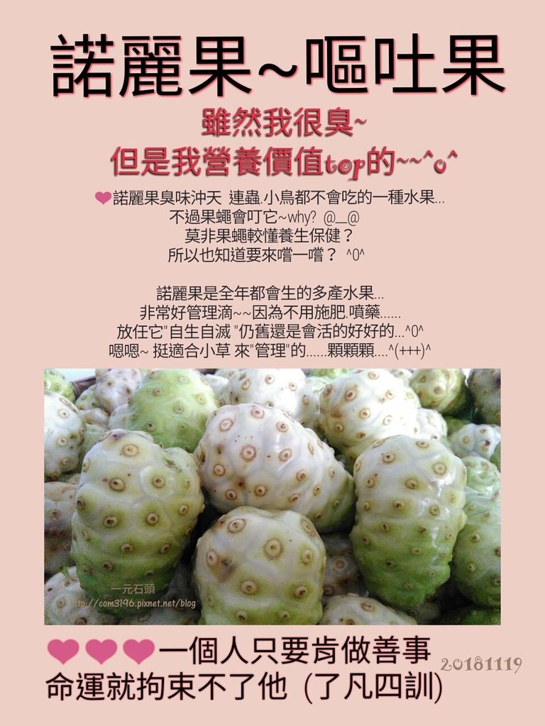 ❤諾麗果~嘔吐果~雖臭營養卻迷人 ❤諾麗果~嘔吐果~雖臭營養卻迷人