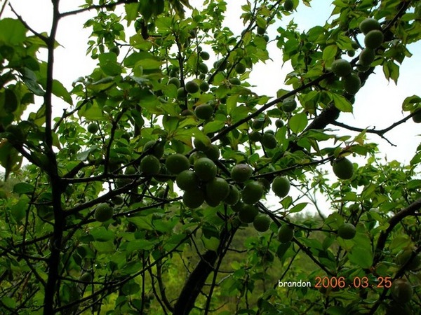 桃子樹2