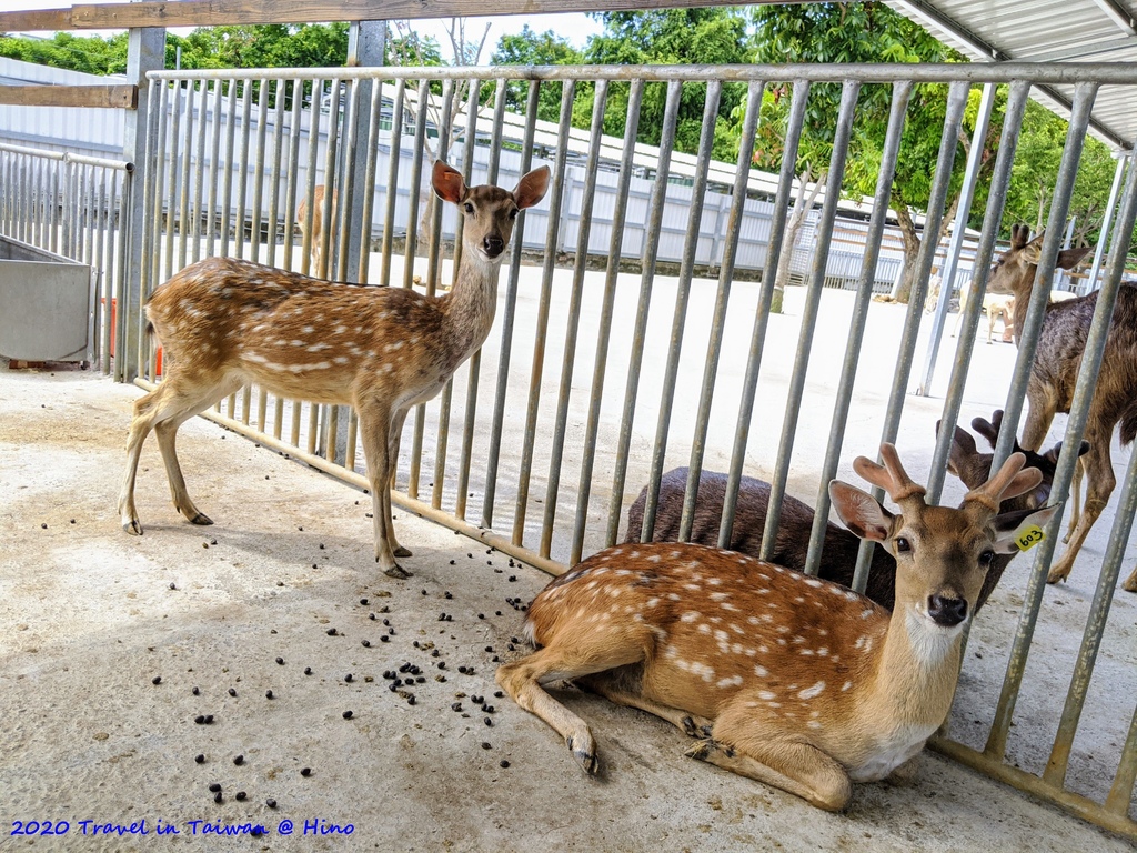 12. 鹿粼梅花鹿園區.jpg