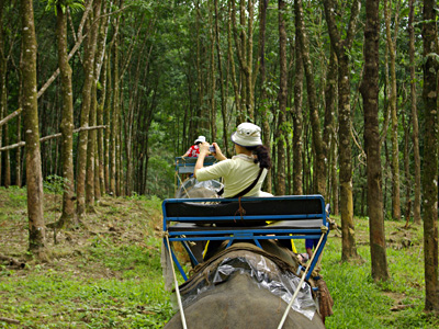 拷索國家公園騎象