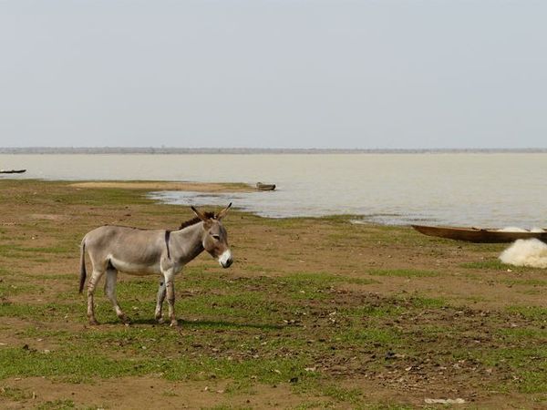 風吹草低見驢驢