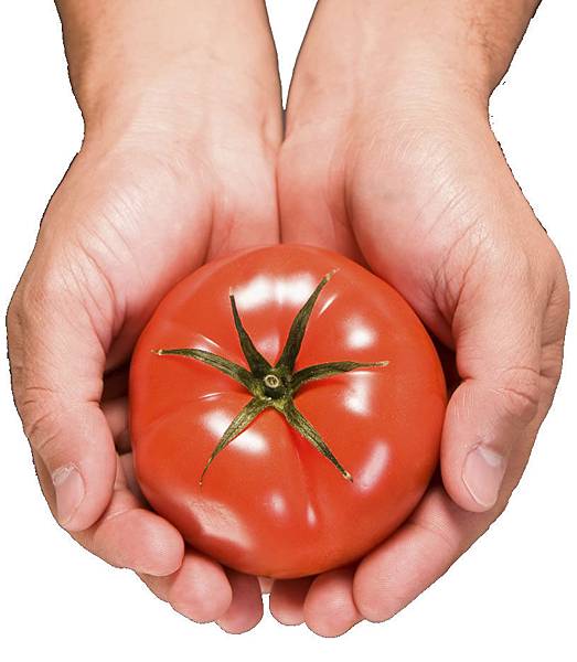 tomato-hands