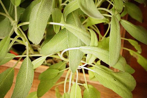 DSC04419.JPG DSC04419.JPG