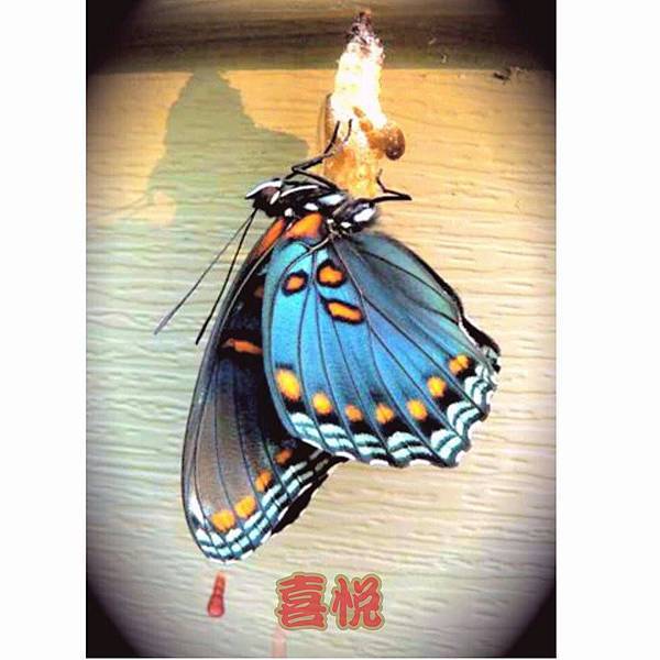 10968209_798928593476966_834934912_n