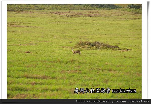 有時候可以看到梅花鹿在草原上奔跑
