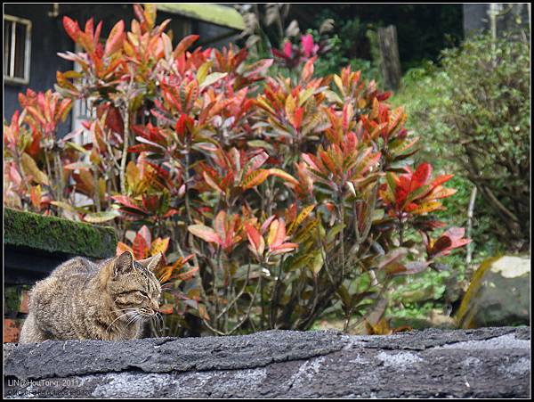 GF3-探訪猴硐貓之村-072.jpg