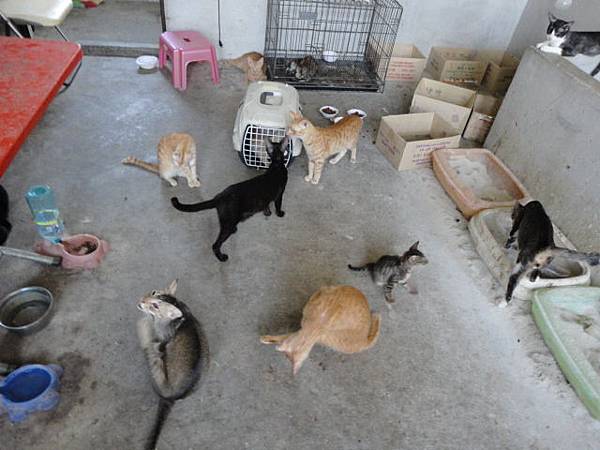 100.06.19 許大哥的貓屋