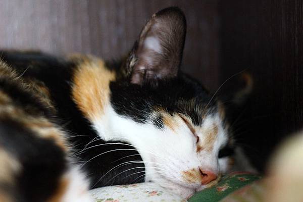 IMG_5056.JPG IMG_5056.JPG