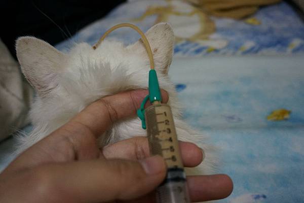 105.10.06小雪灌食 105.10.06小雪灌食