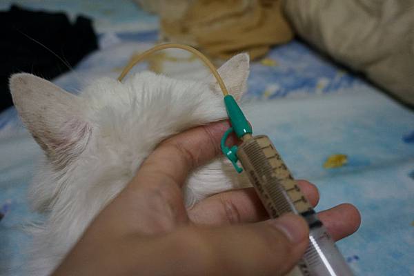 105.10.06小雪灌食 105.10.06小雪灌食