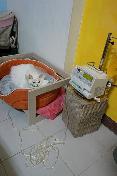 105.09.07小雪重縫鼻胃管 105.09.07小雪重縫鼻胃管