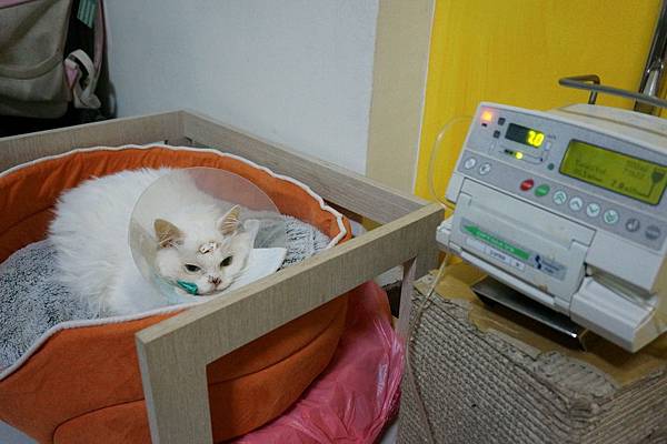 105.09.07小雪重縫鼻胃管 105.09.07小雪重縫鼻胃管