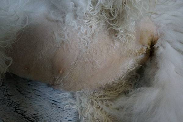 105.09.08小雪瘀青與黃疸 105.09.08小雪瘀青與黃疸