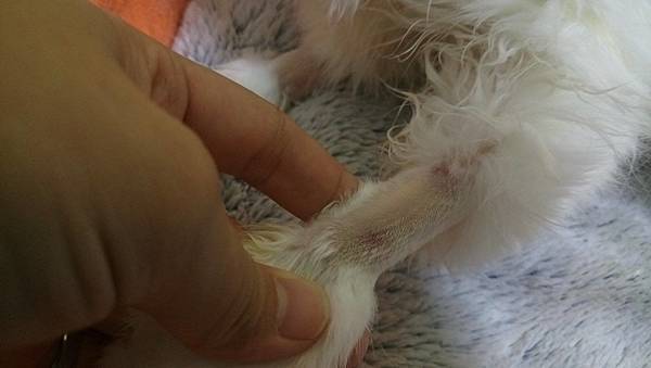 105.09.08小雪瘀青與黃疸 105.09.08小雪瘀青與黃疸