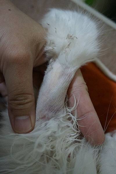 105.09.08小雪瘀青與黃疸 105.09.08小雪瘀青與黃疸