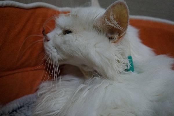 105.09.08小雪瘀青與黃疸 105.09.08小雪瘀青與黃疸