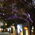 城市光廊很美的樹.JPG